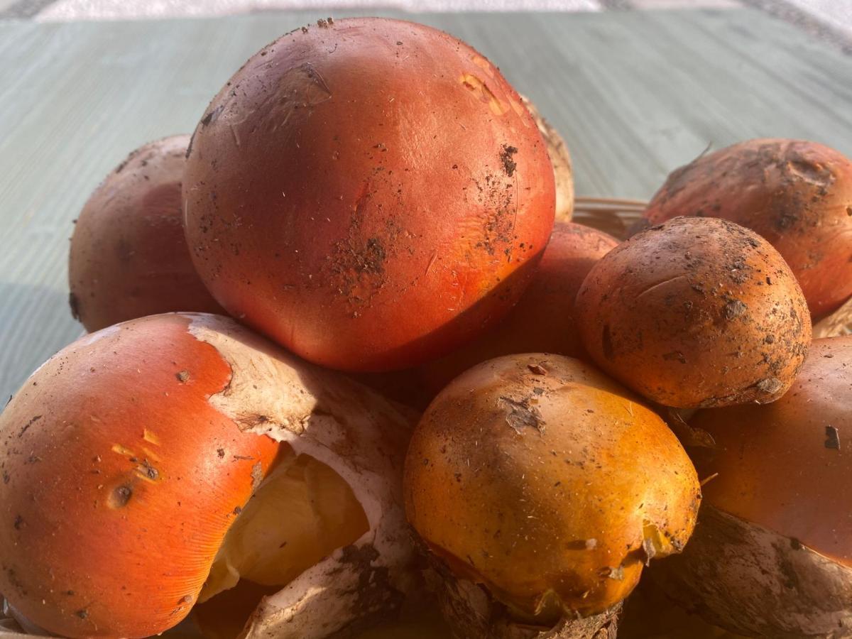 Agriturismo Grammelot Sarnico Ngoại thất bức ảnh